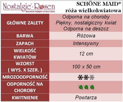 Schone Maid róża wielkokwiatowa gł. zal